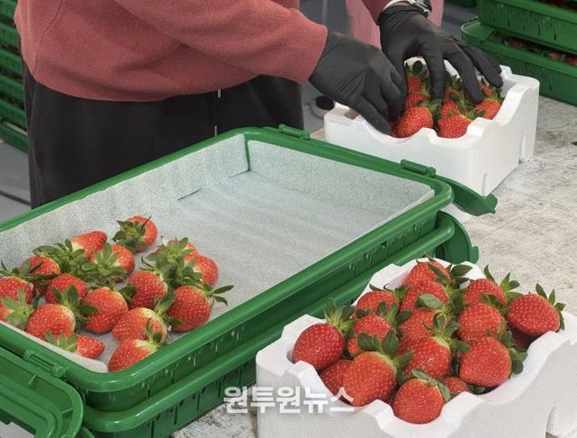 새콤달콤 양구 딸기 본격 출하