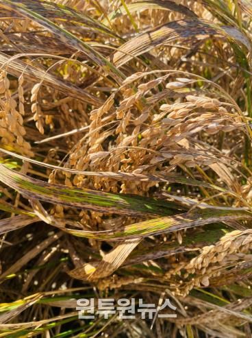 벼 깨씨무늬병 피해 사진