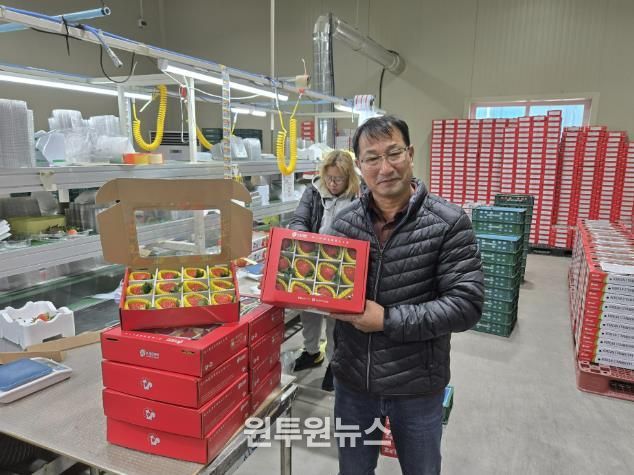 루비보다 값진 바알간 결실, 수출용 상주 딸기의 새로운 가능성