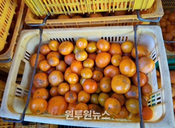 못난이귤