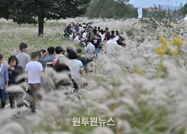광주서창억새축제, 10만명 발길…18억원 경제효과
