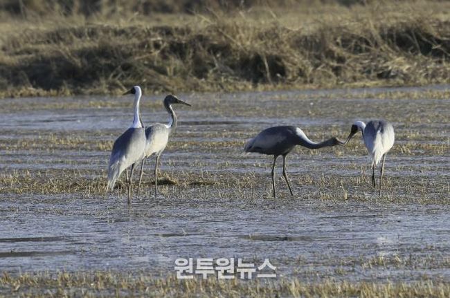 새끼에게 먹이를 먹이는 재두루미 가족