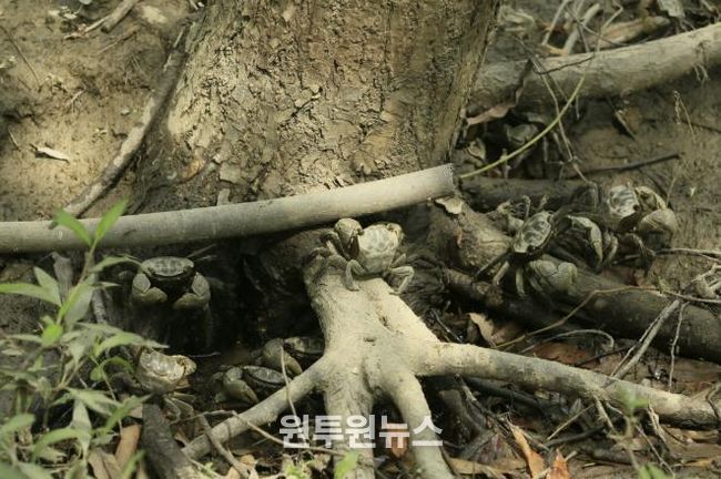 장항습지 말똥게와 버드나무