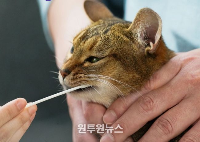 반려동물 유전자 검사 대만 수출