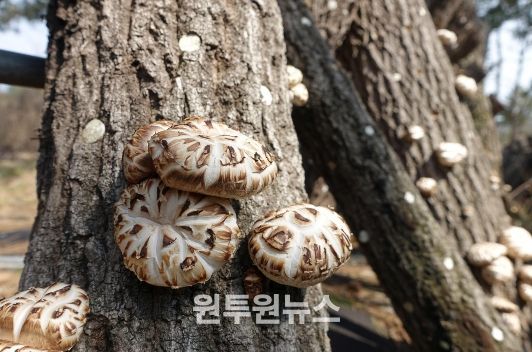 전라남도 장흥군에서 재배하는 표고버섯 생산현장