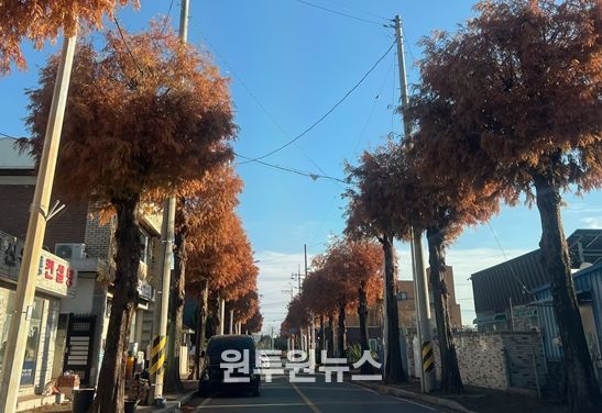 인동교차로~광양중학교 800m 구간, 생육·경관 고려한 맞춤형 전정