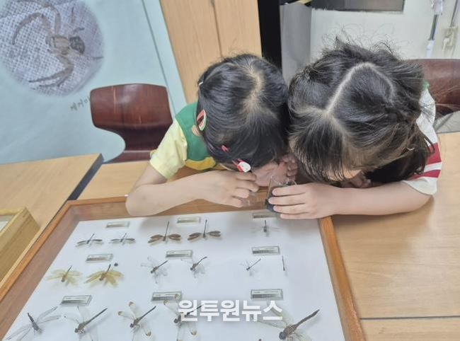 잠자리 도감 탐구