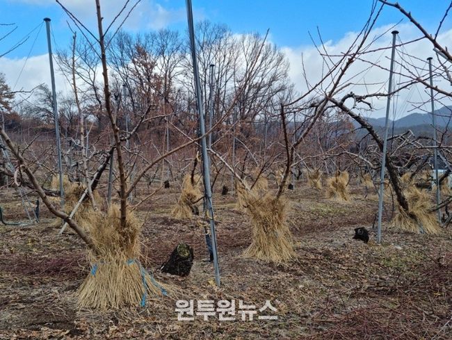 과수원 겨울철 관리