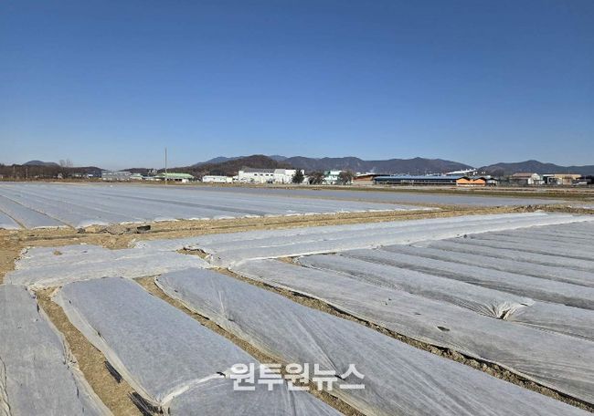 한파에 대비해 부직포를 덮어놓은 마늘밭