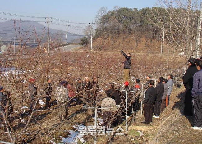 세종시농기센터, 복숭아나무 동계전정 서두르지 말고 늦춰야