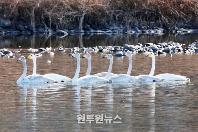 겨울을 맞은 괴산 달천강에서 고니들이 떼를 지어 유유히 물 위를 헤엄치며 평온한 풍경을 연출하고 있다