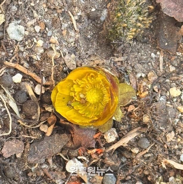 자연이 선택한 봄 1호, 순천만국가정원 ‘복수초’ 활짝