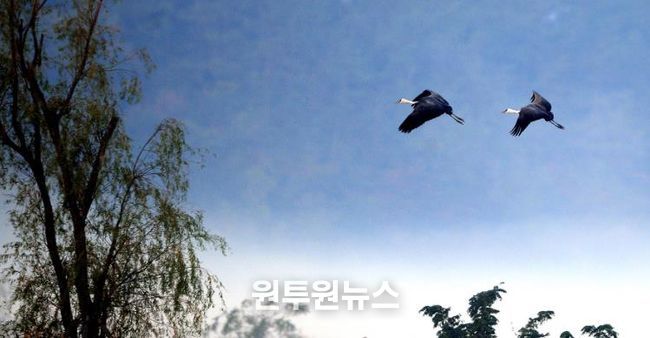 순천만습지 하늘 위의 수묵화 같은 흑두루미