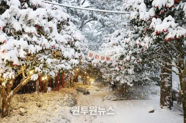 2026.1.11. 압해 눈 오는 날 애기동백