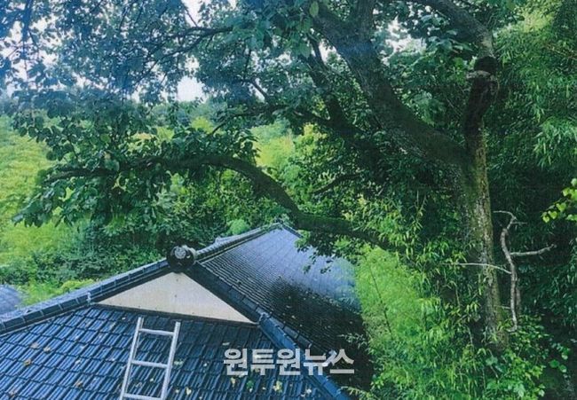 청주시, 가옥피해 위험 있는 수목 제거사업 추진