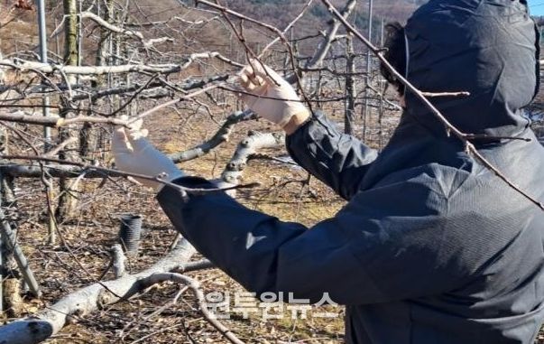 겨울철 과수 화상병 궤양 집중 예찰