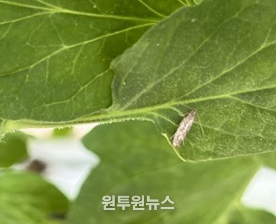 옥천군, 토마토뿔나방 선제적 예찰·방제