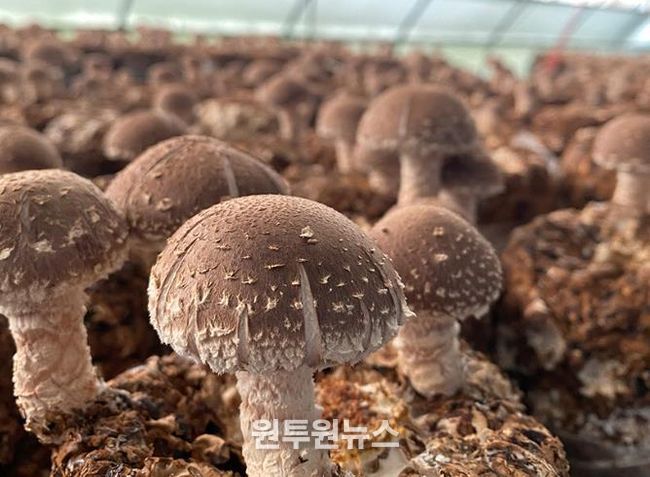 청양군 표고버섯