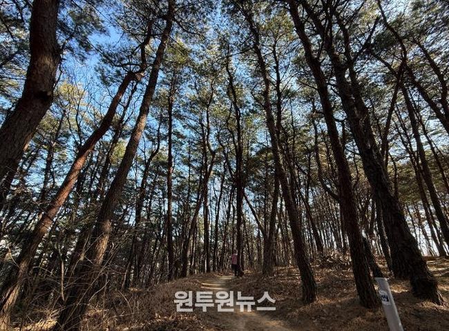 순천시 조례호수공원 호수산, 숲 가꾸기로 경관 살린다