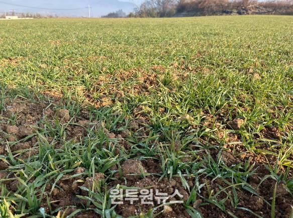 영광군, 맥류 생육재생기 관리가 수량을 좌우합니다!