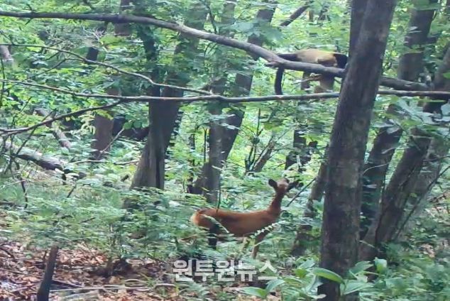담비의 새끼 노루 사냥(소백산)
