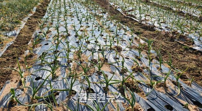 이상기상 대비, 영광군 노지 양파·마늘 집중 지도