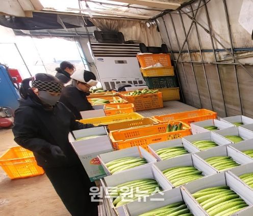 1. 천안 하늘그린오이 재배 농가가 수확한 오이를 상자에 담고 있다.
