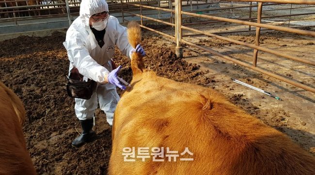 구제역 백신접종 긴급시행(동물정책과)
