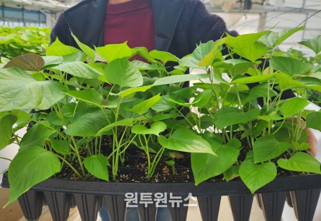 고창군, 고구마 조직배양묘 2만주 공급