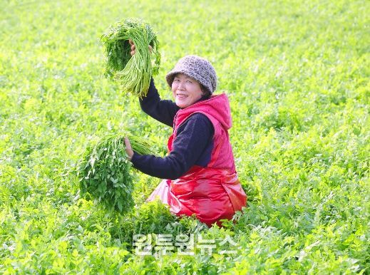 함양군 봄의 전령사 ‘미나리’ 수확