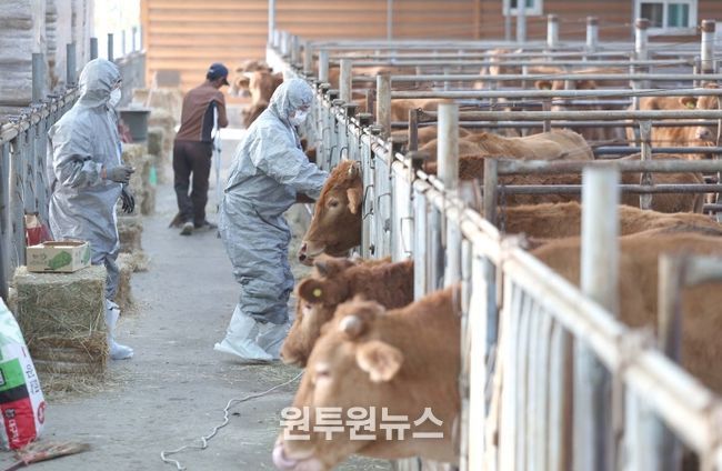 경산시, 2026년 상반기 구제역 백신 일제 접종 실시