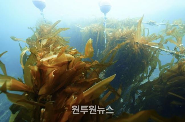 유용해조류 조성사업