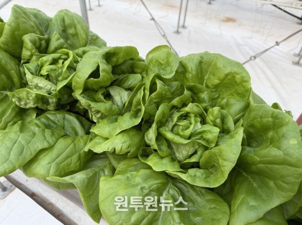 시설원예 스마트하우스 유럽상추 품종(피델)