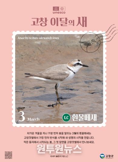 고창갯벌 3월 이달의새(흰물떼새 홍보자료)