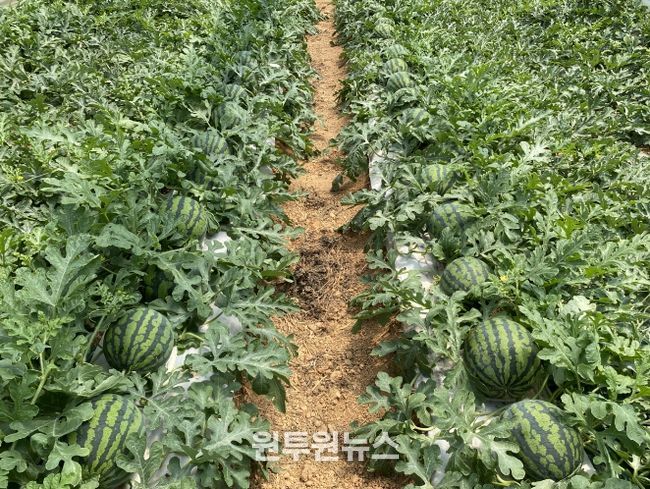 농작물 생육재생기 안전영농 지도 전체 출장