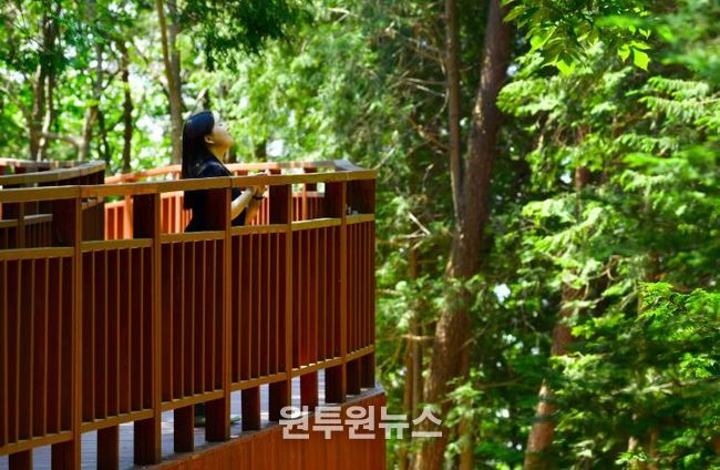 장성 축령산 하늘숲길을 찾은 관광객.
