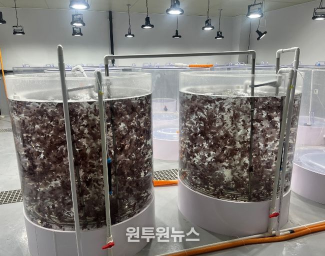 김 육상양식 기술 특허 2건 등록