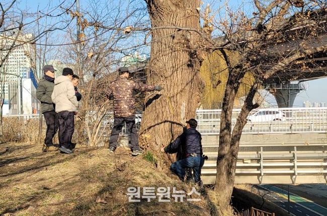 탄천2교 이태리포플러