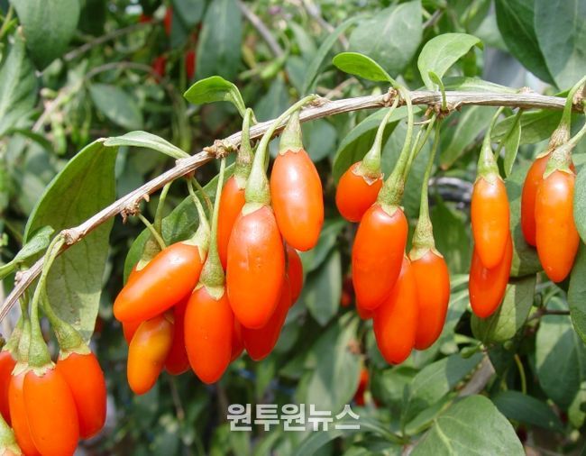 충남도 농업기술원 구기자 신품종 삽수 분양