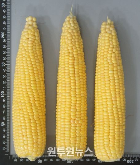 , 초당옥수수 신품종‘청밀옥’ 개발
