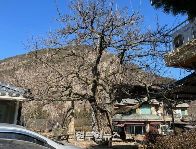 금산군, 보호수 일제 정비