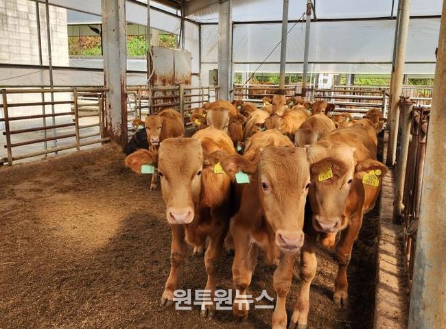 경기 한우 명품화