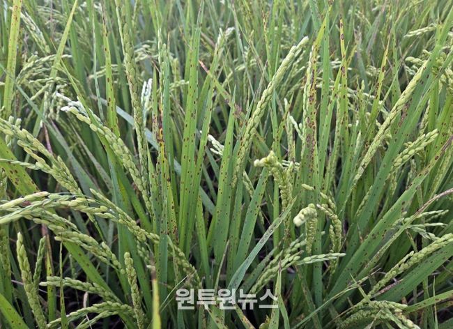정읍시, 벼 영농철 앞두고 ‘깨씨무늬병’ 주의보…철저한 토양 관리 당부
