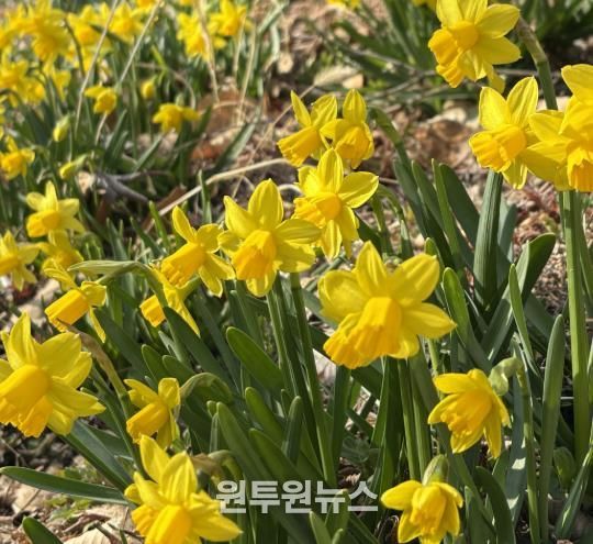 ‘월아산 숲속의 진주’, 봄꽃 나들이 명소 ‘활짝’