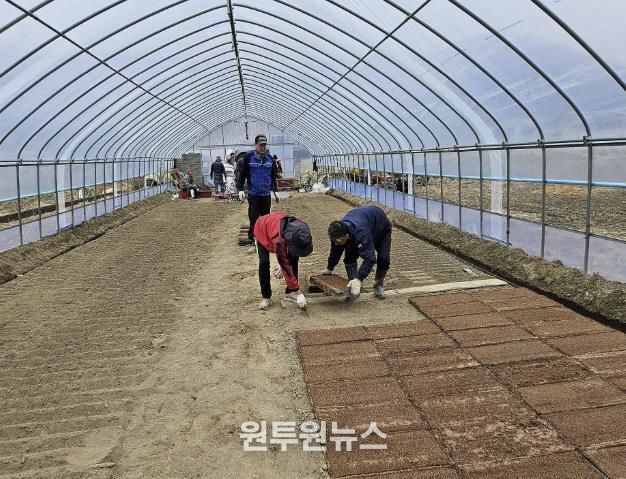 못자리 모판 늘어놓기