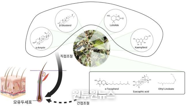 보리밥나무 가지 성분 규명