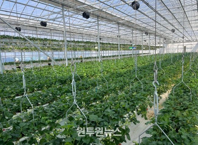 청년농업인 임대형 스마트팜 전경