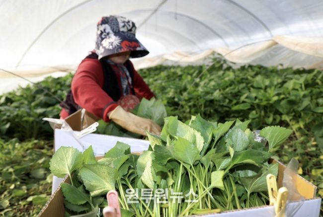 지난 16일 남면 원청리에서 취나물을 수확하는 모습.