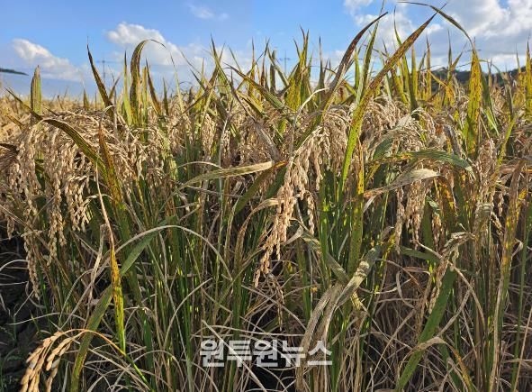 사천시, 벼 깨씨무늬병 대응 사전관리 철저 당부