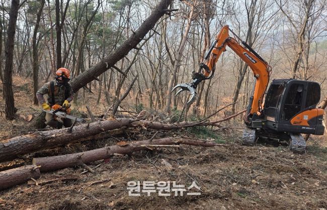 소나무재선충병 방제사업 현장사진